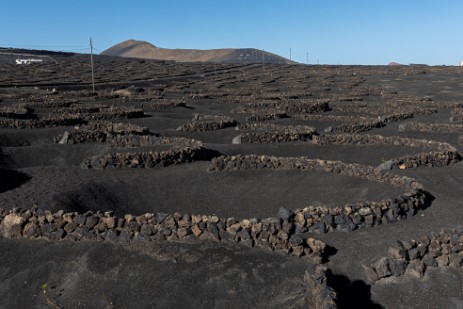 Felder auf Lanzarote