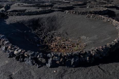 Felder auf Lanzarote