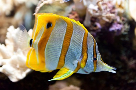 Fisch im Aquarium im Loro Parque