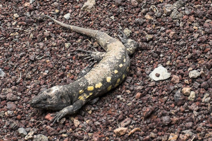 Rieseneidechse auf El Hierro