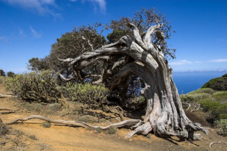 Lorbeerwald El Sabinar