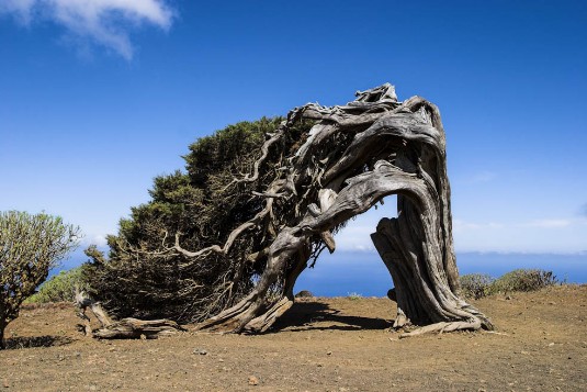 El Sabinar auf El Hierro