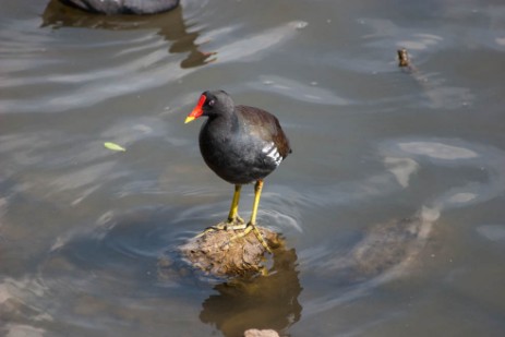 Wasservogel Wasservogel