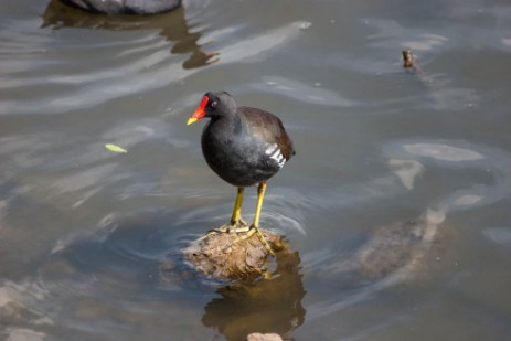 Wasservogel