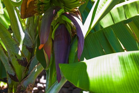 Bananenblüte