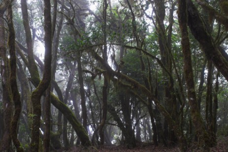 Lorbeerwald im Garajonay