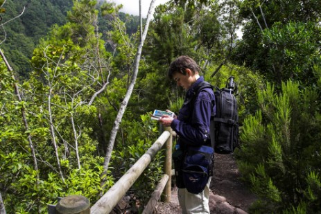 Lorbeerurwald Los Tilos