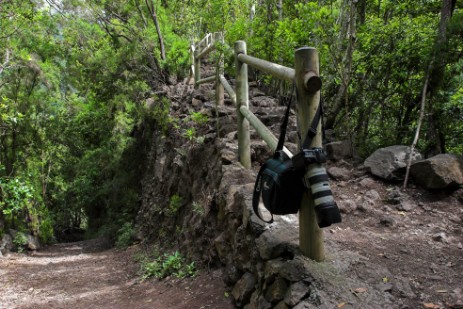 Lorbeerurwald Los Tilos