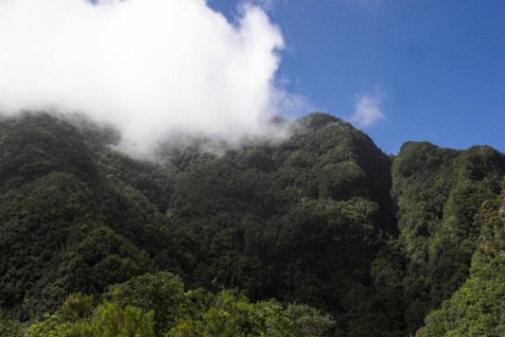 Lorbeerurwald Los Tilos