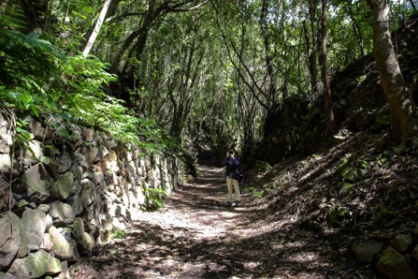 Lorbeerurwald Los Tilos