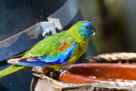 Papagei  im Loro Parque