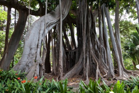 Botanischer Garten in Puerto de la Cruz