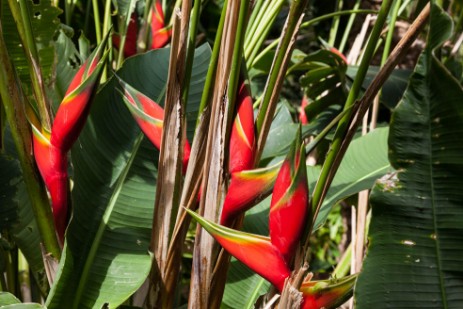 Botanischer Garten in Puerto de la Cruz