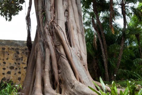 Botanischer Garten in Puerto de la Cruz