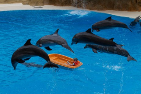 Delfinshow im Loro Parque