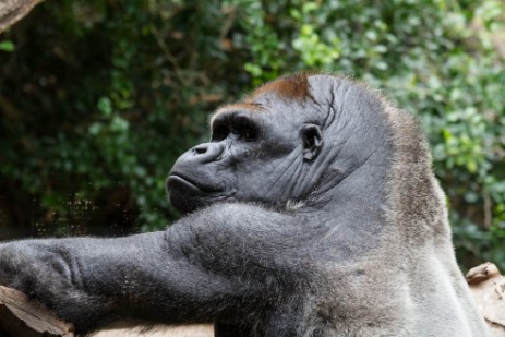 Gorilla im Loro Parque Silberrücken im Loro Parque