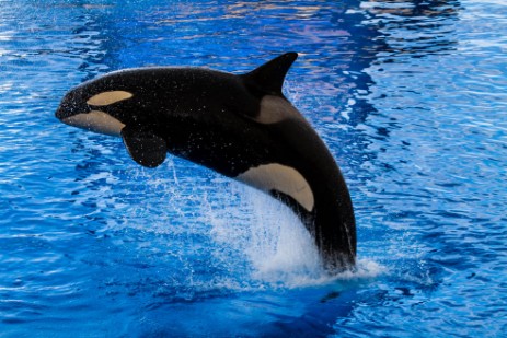 Orca Sow im Loro Parque