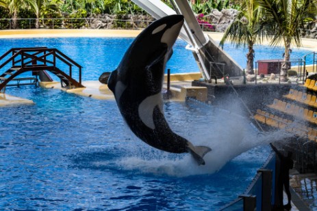 Orca Sow im Loro Parque