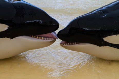 Orca Sow im Loro Parque