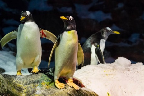 Pinguine im Loro Parque