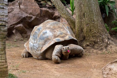 Riesenschildkröte im Loro Parque