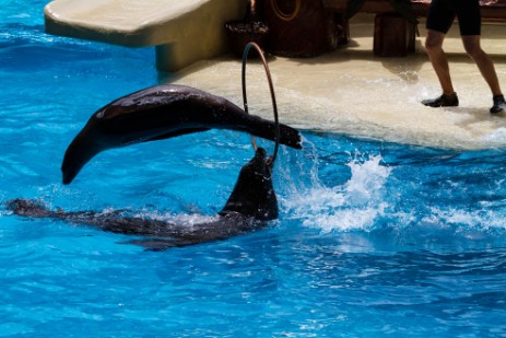 Seelöwenshow im Loro Parque