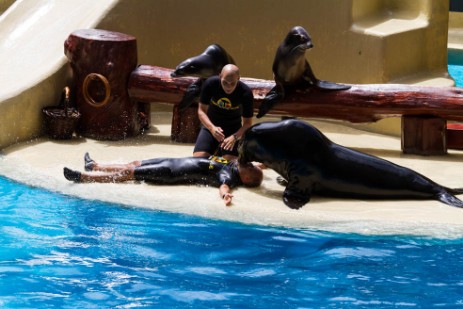 Seelöwenshow im Loro Parque