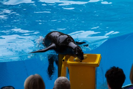 Seelöwenshow im Loro Parque