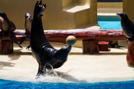 Seelöwenshow im Loro Parque