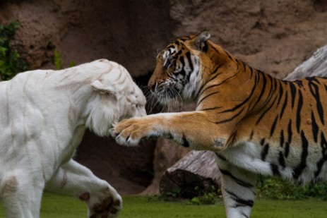 Tiger im Loro Parque