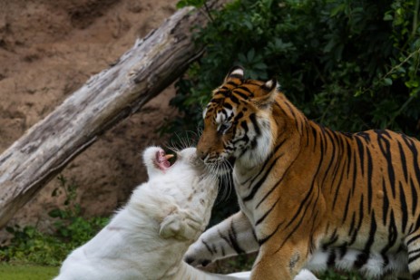 Tiger im Loro Parque