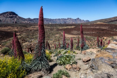 Teide Nationalpark