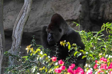 Silberrücken im Loro Parque