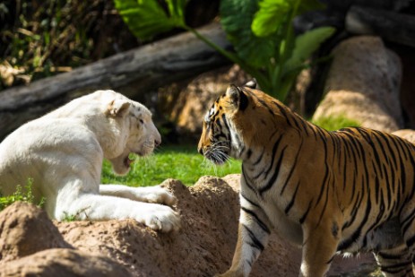 Tiger im Loro Parque