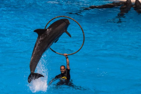 Delfinshow im Loro Parque