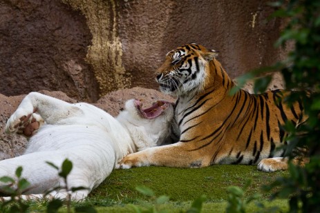 Tiger im Loro Parque